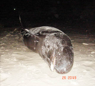 ข่าวภูเก็ต : ฝูงวาฬเพชฌฆาตเทียมจำนวนมากขึ้นเกยตื้นเกาะราชา ภูเก็ต