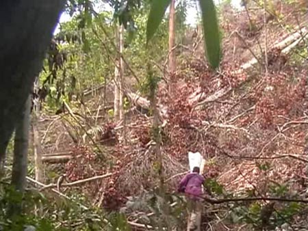 ข่าวสตูล : สตูลบุกรวบขบวนการโค่นป่าพบมีนักการเมืองท้องถิ่นหนุนหลัง