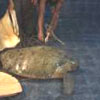 ภาพประกอบ ข่าวภูเก็ต : จนท.ศูนย์อนุรักษ์ฯ เร่งช่วยชีวิตเต่าตะนุยักษ์อายุกว่า 50 ปีที่หาดราไวย์