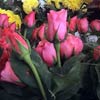 ภาพประกอบ ข่าวกระบี่ : ดอกกุหลาบที่กระบี่ปรับตัวสูงขึ้นรับวาเลนไทน์แล้ว